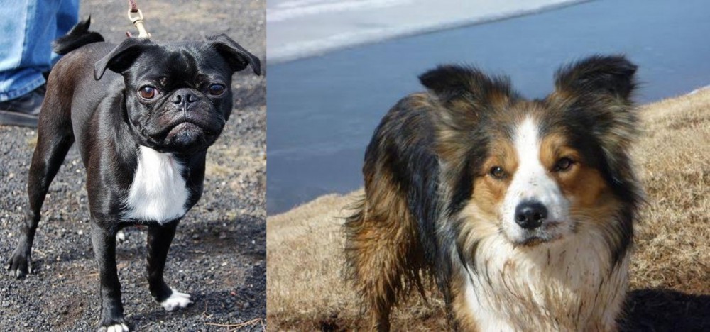 Welsh Sheepdog vs Bugg - Breed Comparison