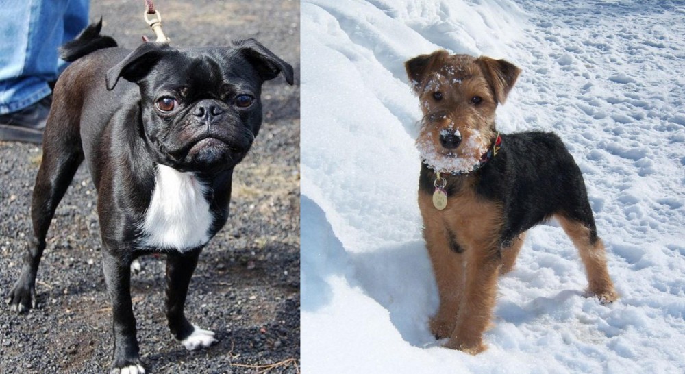 Welsh Terrier vs Bugg - Breed Comparison