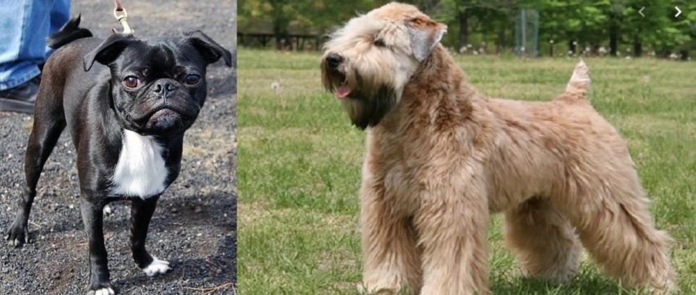Wheaten Terrier vs Bugg - Breed Comparison