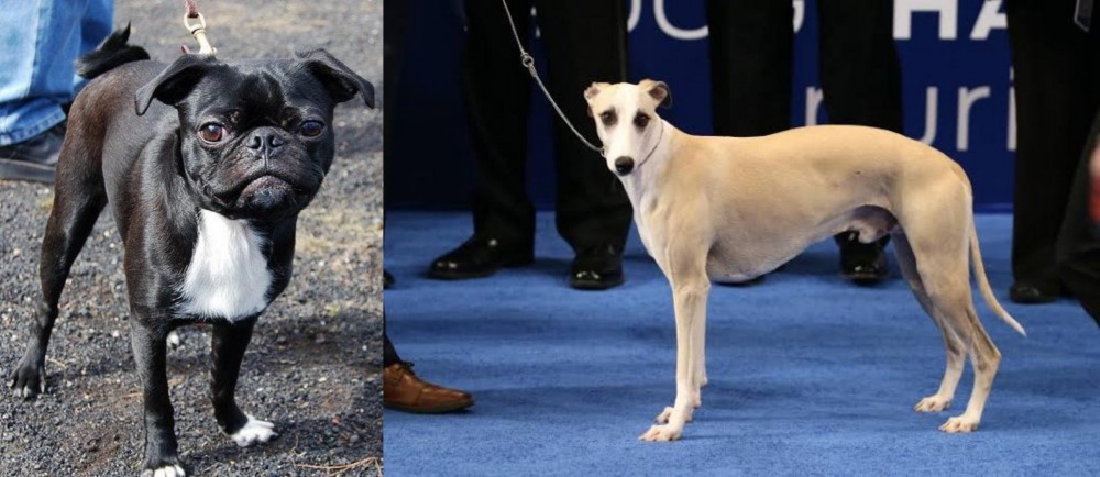 Whippet vs Bugg - Breed Comparison