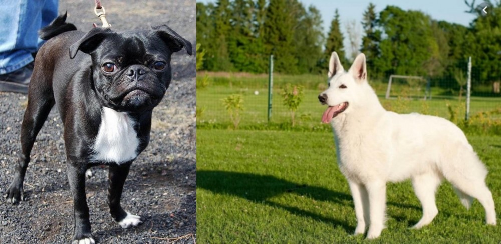 White Shepherd vs Bugg - Breed Comparison