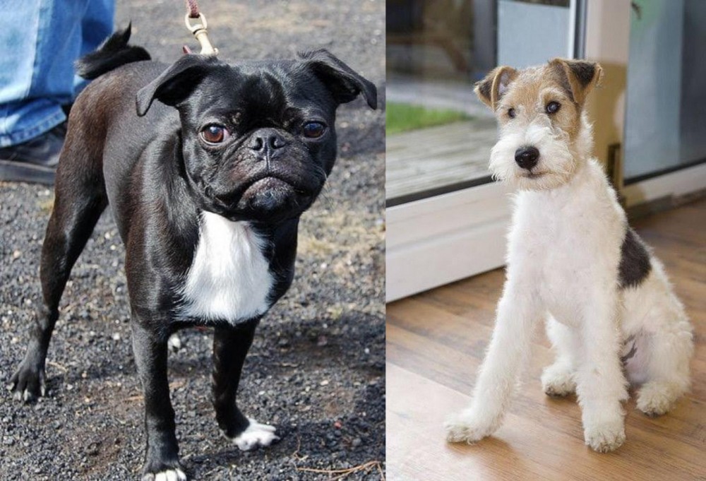Wire Fox Terrier vs Bugg - Breed Comparison