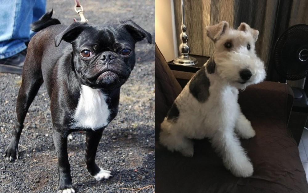 Wire Haired Fox Terrier vs Bugg - Breed Comparison