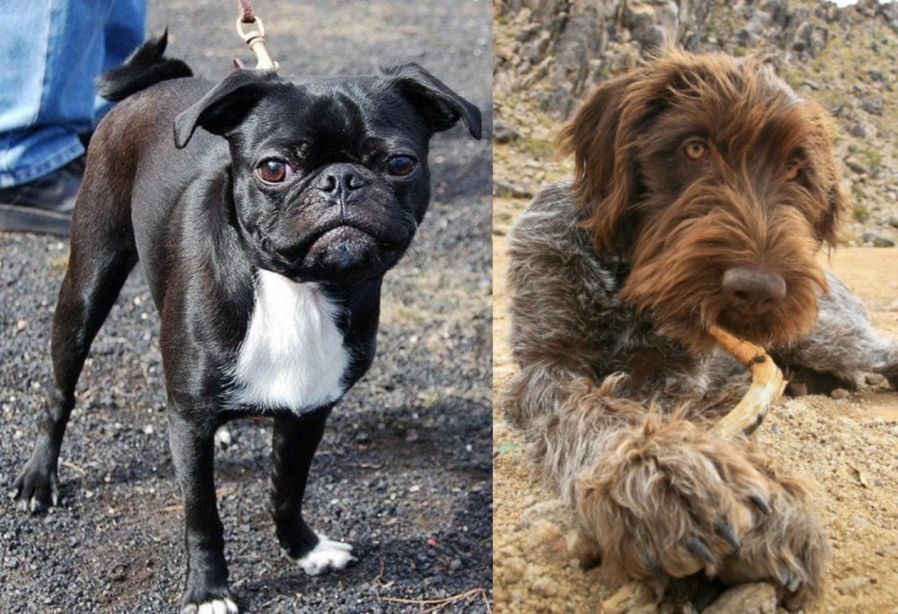Wirehaired Pointing Griffon vs Bugg - Breed Comparison