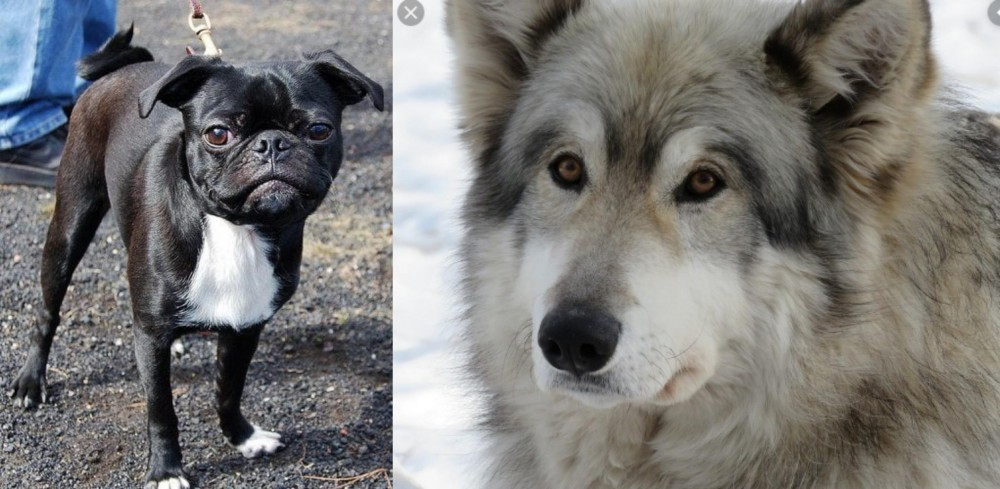 Wolfdog vs Bugg - Breed Comparison