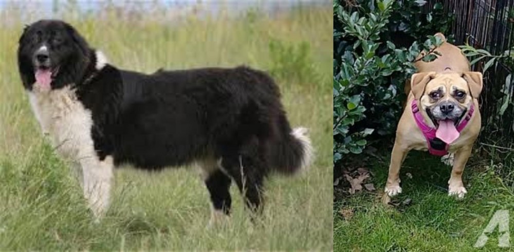 Beabull vs Bulgarian Shepherd - Breed Comparison