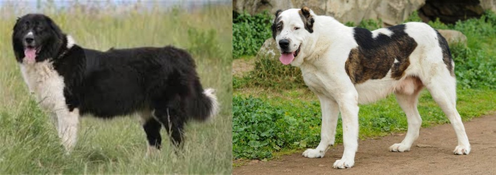 Central Asian Shepherd vs Bulgarian Shepherd - Breed Comparison