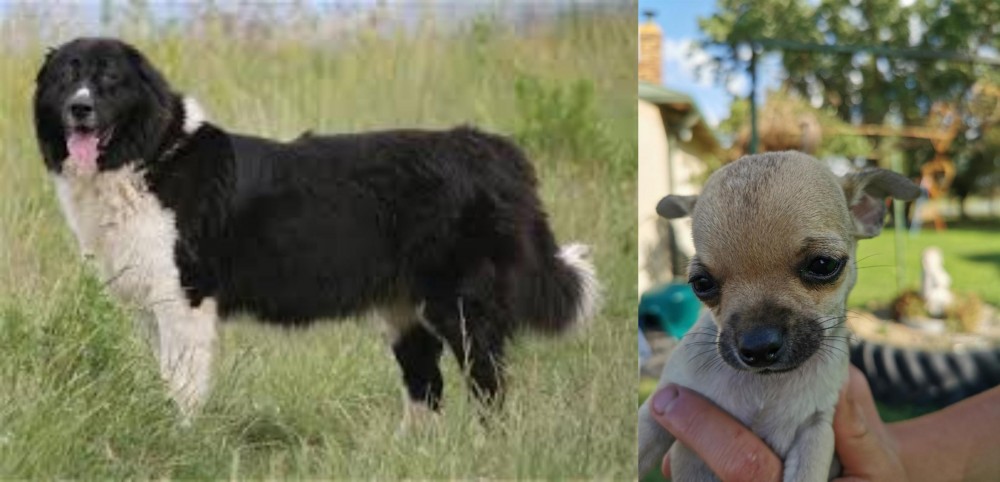 Chihuahua vs Bulgarian Shepherd - Breed Comparison