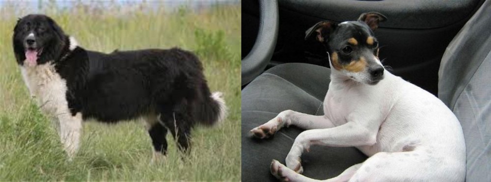 Chilean Fox Terrier vs Bulgarian Shepherd - Breed Comparison