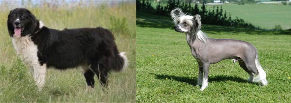 Chinese Crested Dog vs Bulgarian Shepherd - Breed Comparison