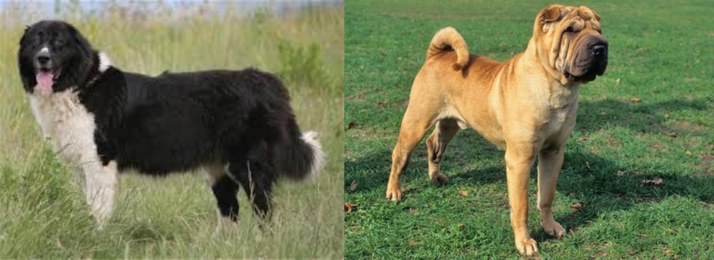 Chinese Shar Pei vs Bulgarian Shepherd - Breed Comparison