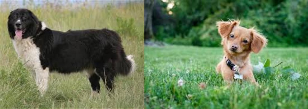 Chiweenie vs Bulgarian Shepherd - Breed Comparison