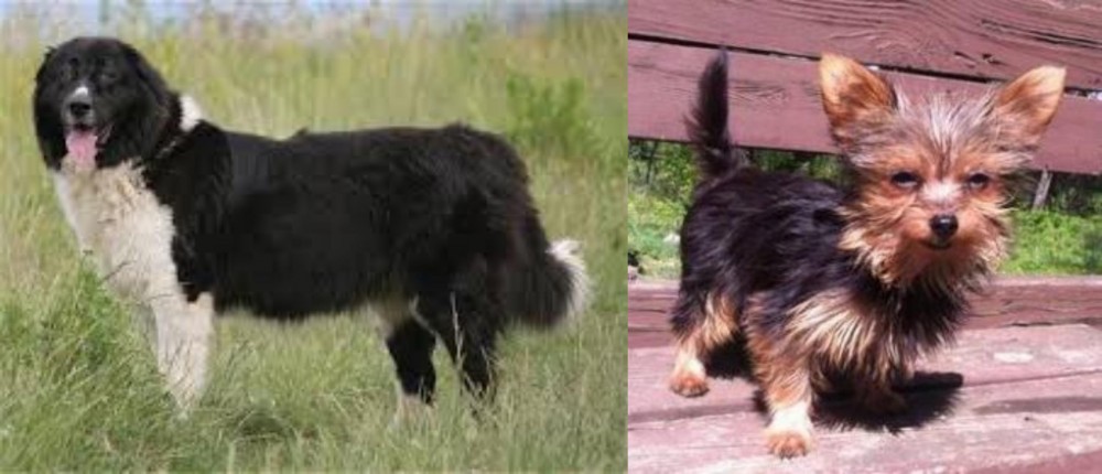 Chorkie vs Bulgarian Shepherd - Breed Comparison