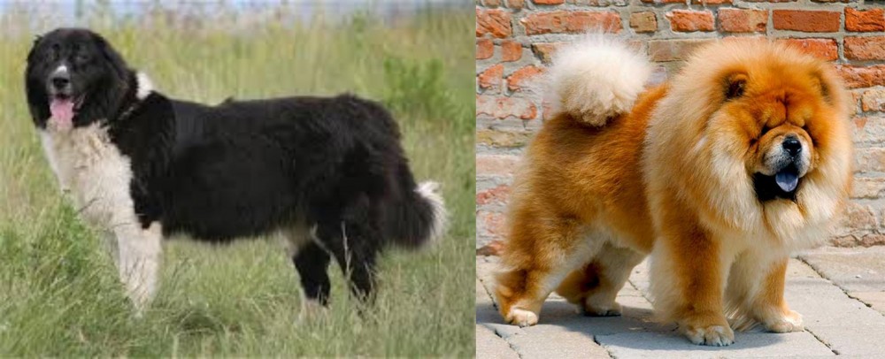 Chow Chow vs Bulgarian Shepherd - Breed Comparison