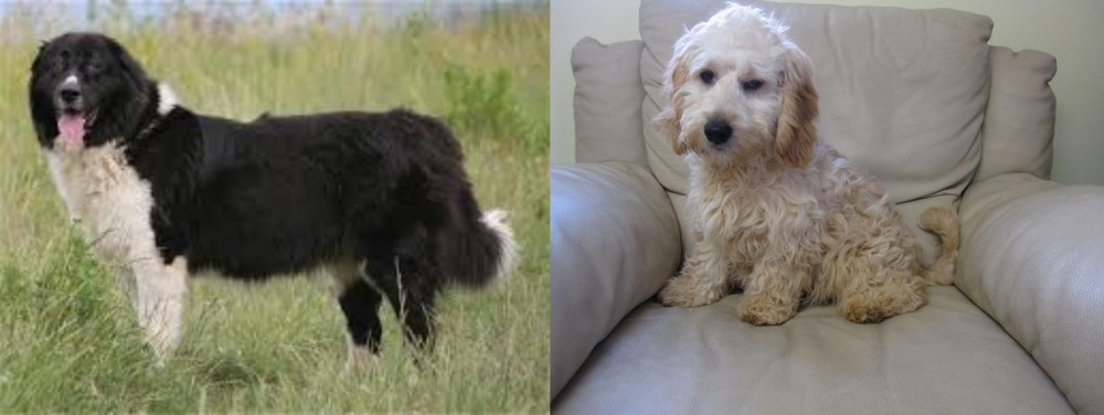 Cockachon vs Bulgarian Shepherd - Breed Comparison