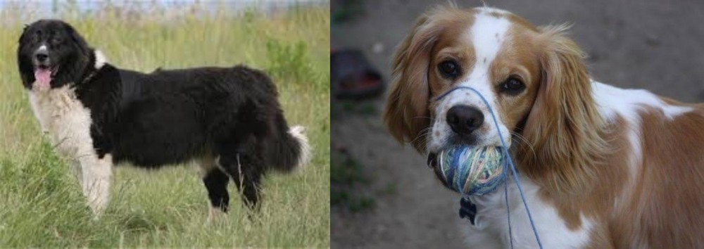 Cockalier vs Bulgarian Shepherd - Breed Comparison