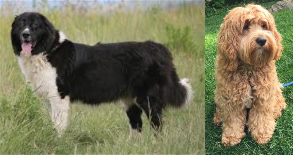 Cockapoo vs Bulgarian Shepherd - Breed Comparison