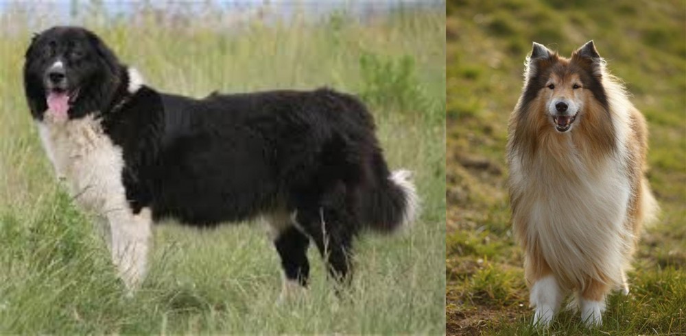 Collie vs Bulgarian Shepherd - Breed Comparison