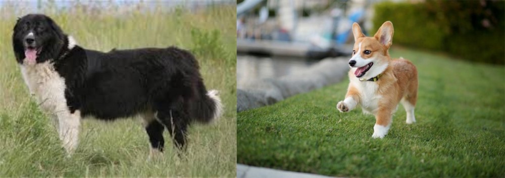 Corgi vs Bulgarian Shepherd - Breed Comparison