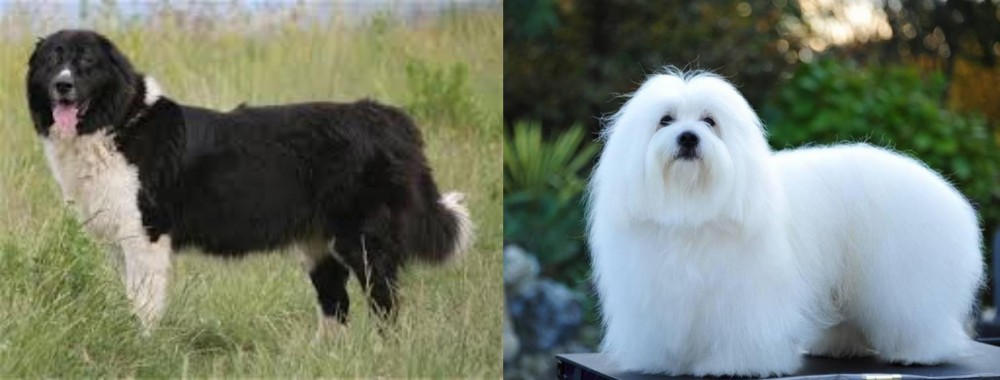 Coton De Tulear vs Bulgarian Shepherd - Breed Comparison