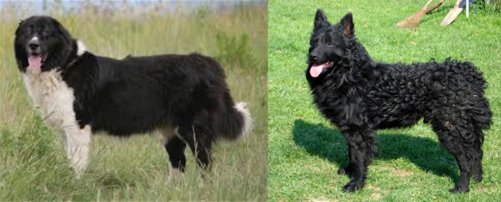 Croatian Sheepdog vs Bulgarian Shepherd - Breed Comparison