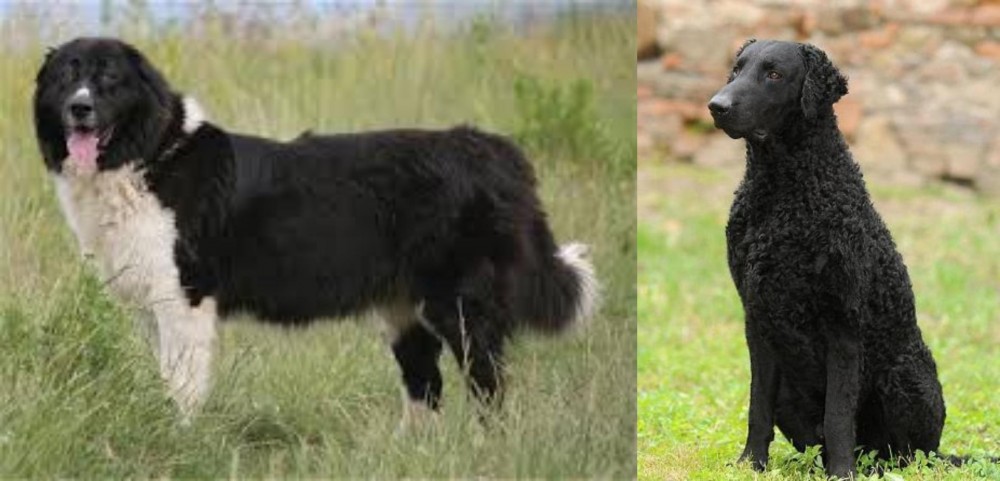 Curly Coated Retriever vs Bulgarian Shepherd - Breed Comparison
