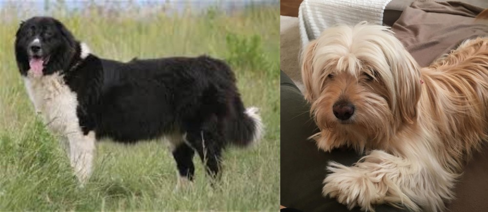 Cyprus Poodle vs Bulgarian Shepherd - Breed Comparison