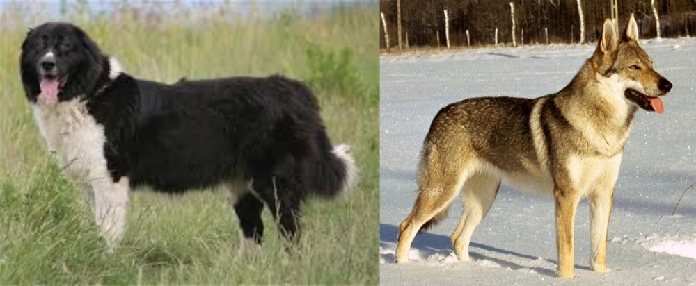 Czechoslovakian Wolfdog vs Bulgarian Shepherd - Breed Comparison