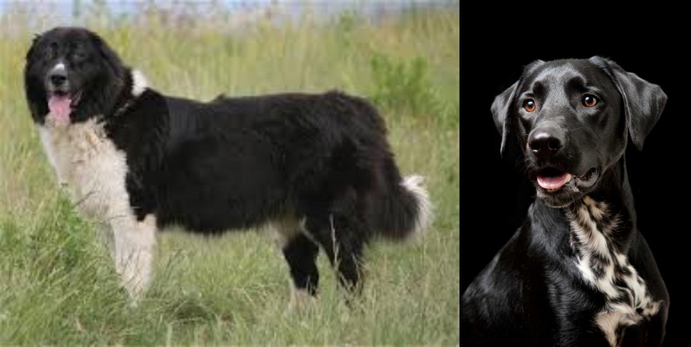Dalmador vs Bulgarian Shepherd - Breed Comparison