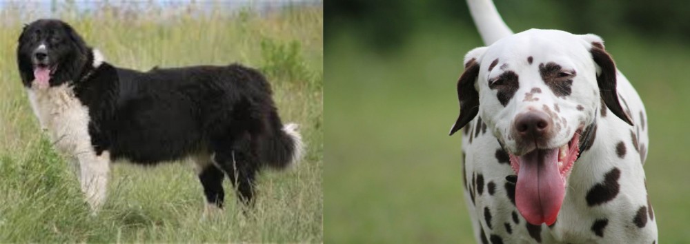 Dalmatian vs Bulgarian Shepherd - Breed Comparison