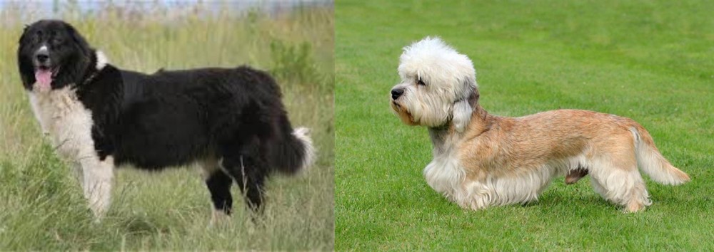 Dandie Dinmont Terrier vs Bulgarian Shepherd - Breed Comparison