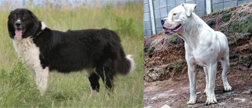 Dogo Guatemalteco vs Bulgarian Shepherd - Breed Comparison