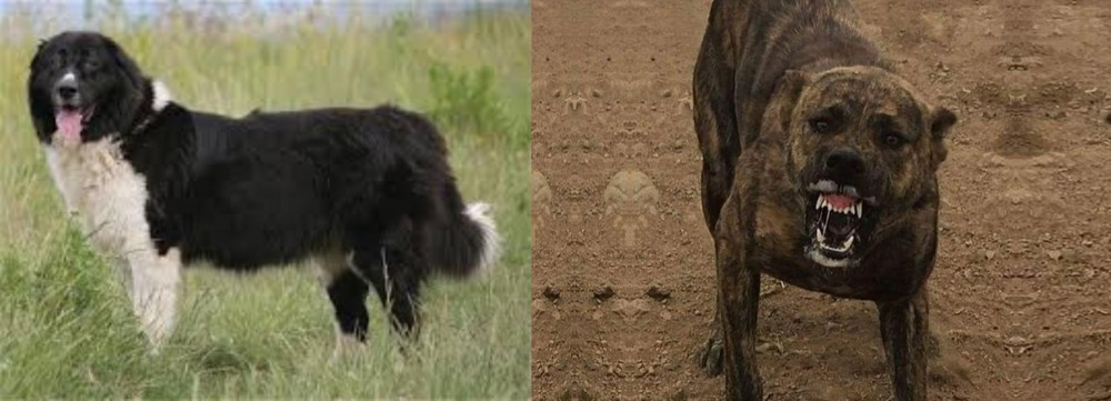 Dogo Sardesco vs Bulgarian Shepherd - Breed Comparison