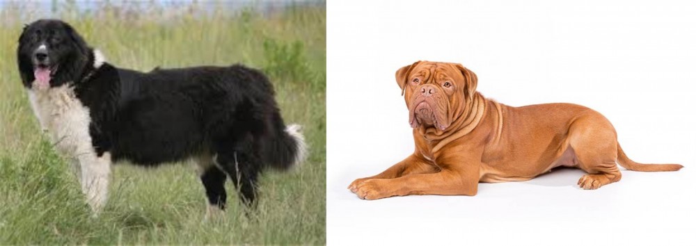Dogue De Bordeaux vs Bulgarian Shepherd - Breed Comparison