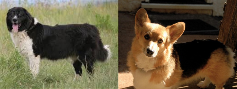 Dorgi vs Bulgarian Shepherd - Breed Comparison