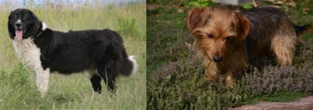 Dorkie vs Bulgarian Shepherd - Breed Comparison
