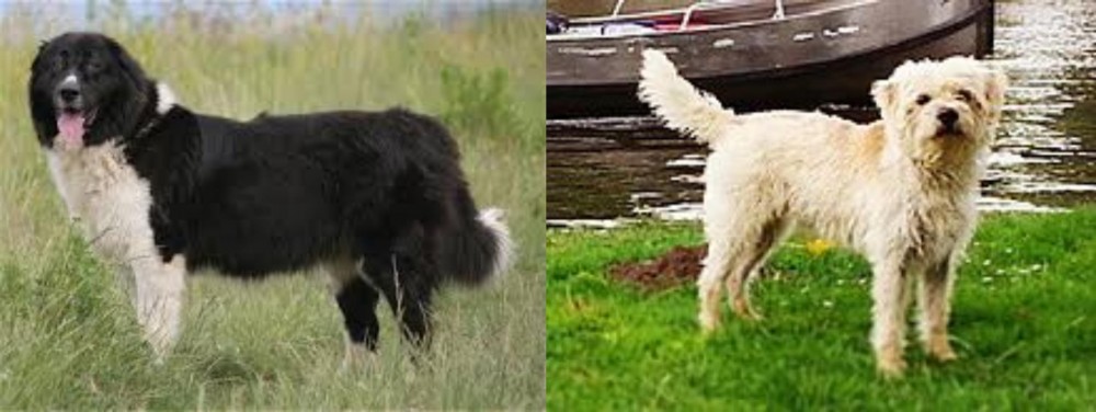 Dutch Smoushond vs Bulgarian Shepherd - Breed Comparison