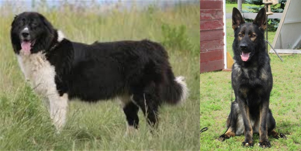 East German Shepherd vs Bulgarian Shepherd - Breed Comparison