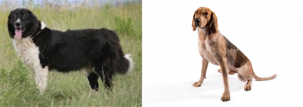 English Coonhound vs Bulgarian Shepherd - Breed Comparison