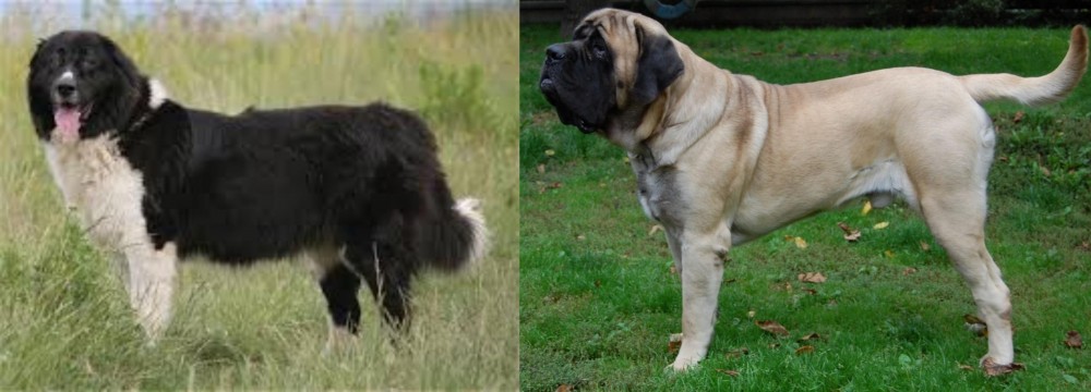 English Mastiff vs Bulgarian Shepherd - Breed Comparison