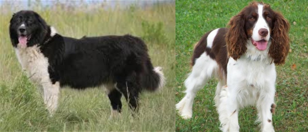 English Springer Spaniel vs Bulgarian Shepherd - Breed Comparison