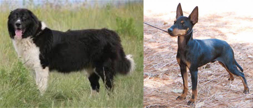 English Toy Terrier (Black & Tan) vs Bulgarian Shepherd - Breed Comparison