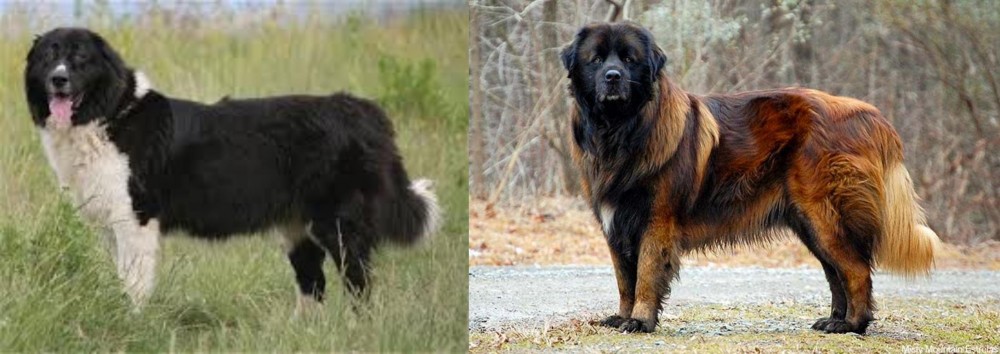 Estrela Mountain Dog vs Bulgarian Shepherd - Breed Comparison