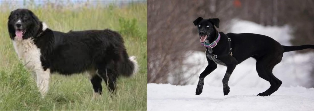 Eurohound vs Bulgarian Shepherd - Breed Comparison