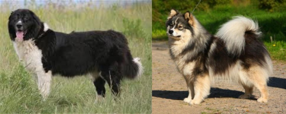 Finnish Lapphund vs Bulgarian Shepherd - Breed Comparison
