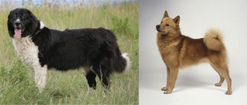 Finnish Spitz vs Bulgarian Shepherd - Breed Comparison