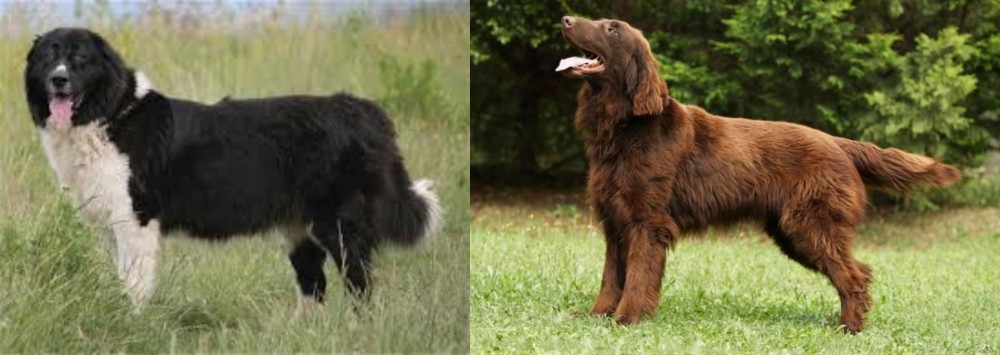 Flat-Coated Retriever vs Bulgarian Shepherd - Breed Comparison