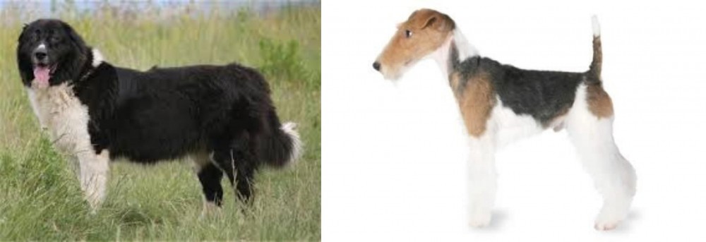 Fox Terrier vs Bulgarian Shepherd - Breed Comparison