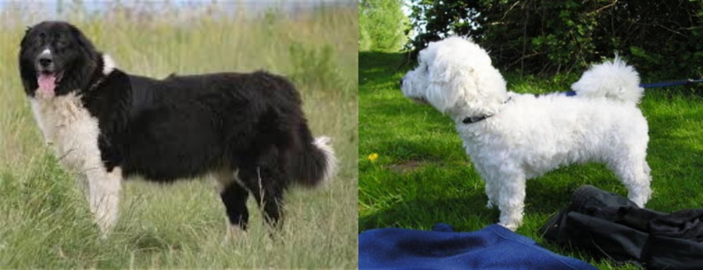 Franzuskaya Bolonka vs Bulgarian Shepherd - Breed Comparison