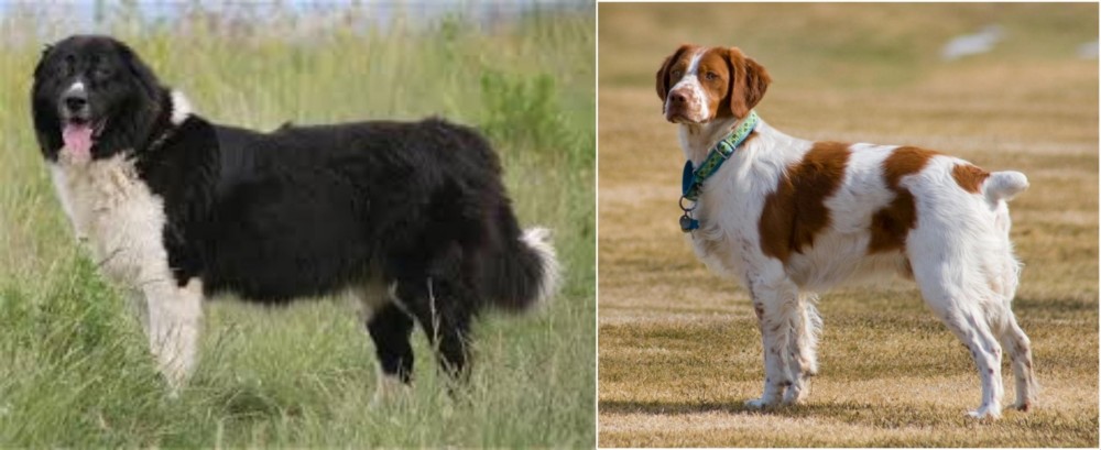 French Brittany vs Bulgarian Shepherd - Breed Comparison